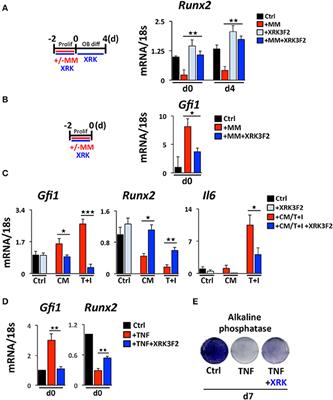 XRK3F2 Inhibition of p62-ZZ Domain Signaling Rescues Myeloma-Induced GFI1-Driven Epigenetic Repression of the Runx2 Gene in Pre-osteoblasts to Overcome Differentiation Suppression